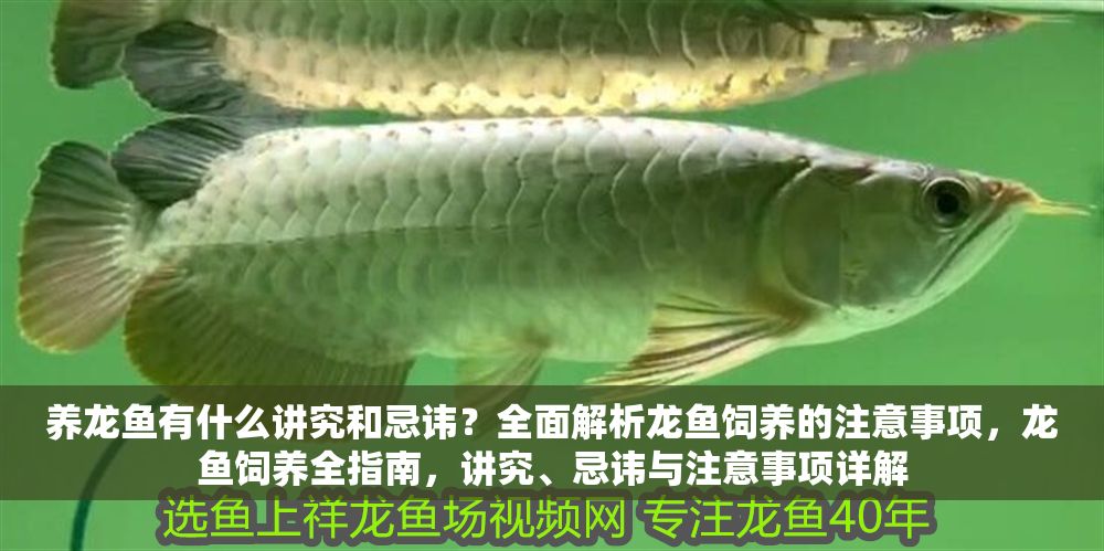 養龍魚有什么講究和忌諱？全面解析龍魚飼養的注意事項，龍魚飼養全指南，講究、忌諱與注意事項詳解