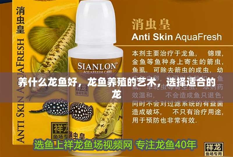 養什么龍魚好,龍魚養殖的藝術,選擇適合的龍 龍魚百科 第4張 養什么龍魚好,龍魚養殖的藝術,選擇適合的龍 養什么龍魚好,龍魚養殖的藝術,選擇適合的龍 龍魚百科 第4張