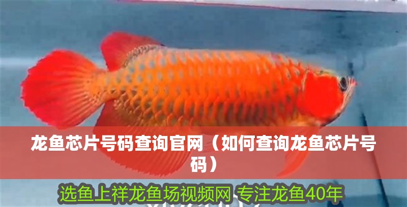 龍魚芯片號(hào)碼查詢官網(wǎng)（如何查詢龍魚芯片號(hào)碼）