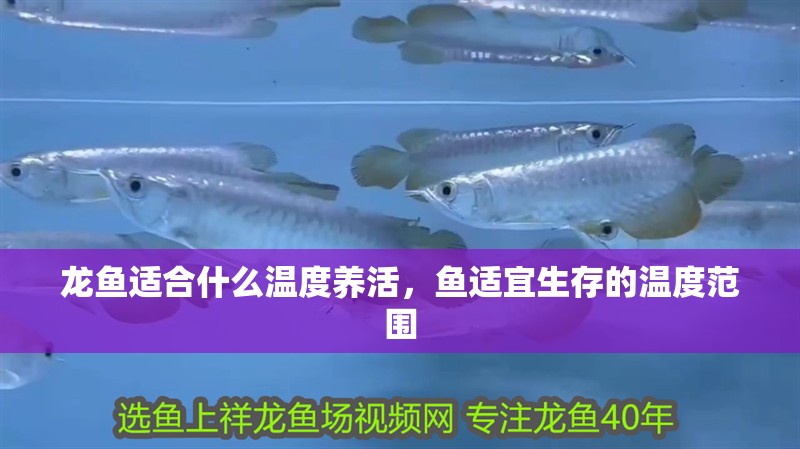 龍魚適合什么溫度養活，魚適宜生存的溫度范圍