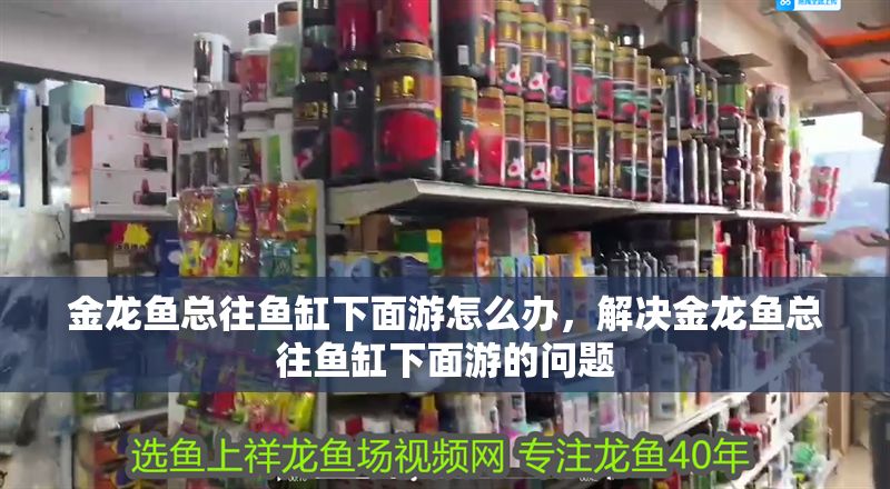 金龍魚總往魚缸下面游怎么辦，解決金龍魚總往魚缸下面游的問題