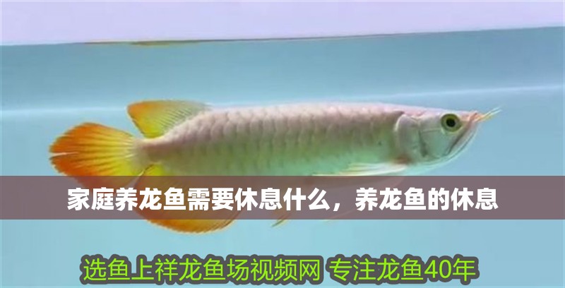 家庭養龍魚需要休息什么，養龍魚的休息 家庭養龍魚需要休息什么，養龍魚的休息 龍魚百科 第4張