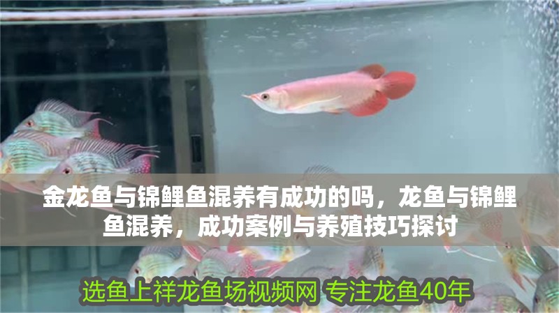 金龍魚與錦鯉魚混養有成功的嗎，龍魚與錦鯉魚混養，成功案例與養殖技巧探討