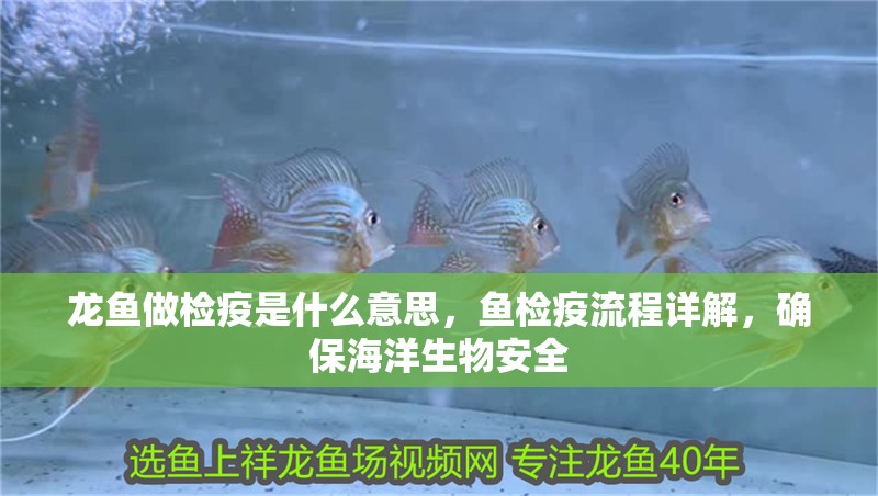 龍魚做檢疫是什么意思，魚檢疫流程詳解，確保海洋生物安全