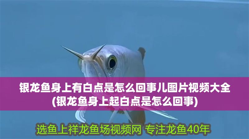 銀龍魚(yú)身上有白點(diǎn)是怎么回事兒圖片視頻大全(銀龍魚(yú)身上起白點(diǎn)是怎么回事)