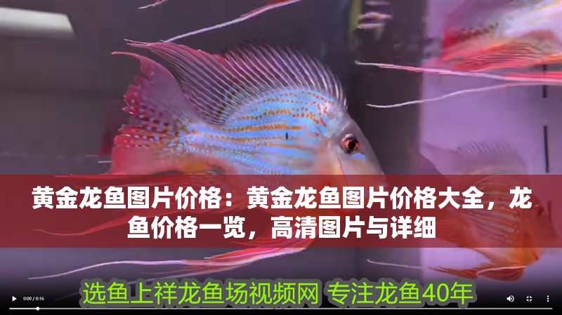 黃金龍魚圖片價格：黃金龍魚圖片價格大全，龍魚價格一覽，高清圖片與詳細