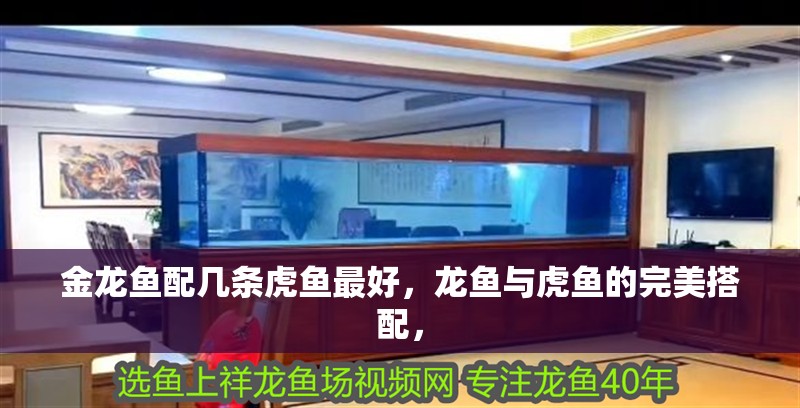 金龍魚配幾條虎魚最好，龍魚與虎魚的完美搭配，