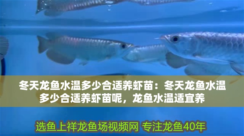 冬天龍魚水溫多少合適養蝦苗：冬天龍魚水溫多少合適養蝦苗呢，龍魚水溫適宜養