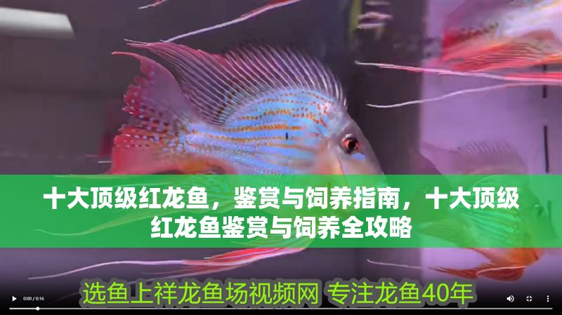 十大頂級紅龍魚，鑒賞與飼養指南，十大頂級紅龍魚鑒賞與飼養全攻略