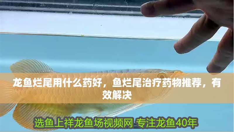 龍魚爛尾用什么藥好，魚爛尾治療藥物推薦，有效解決