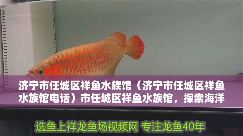 濟(jì)寧市任城區(qū)祥魚水族館（濟(jì)寧市任城區(qū)祥魚水族館電話）市任城區(qū)祥魚水族館，探索海洋生物的奇妙