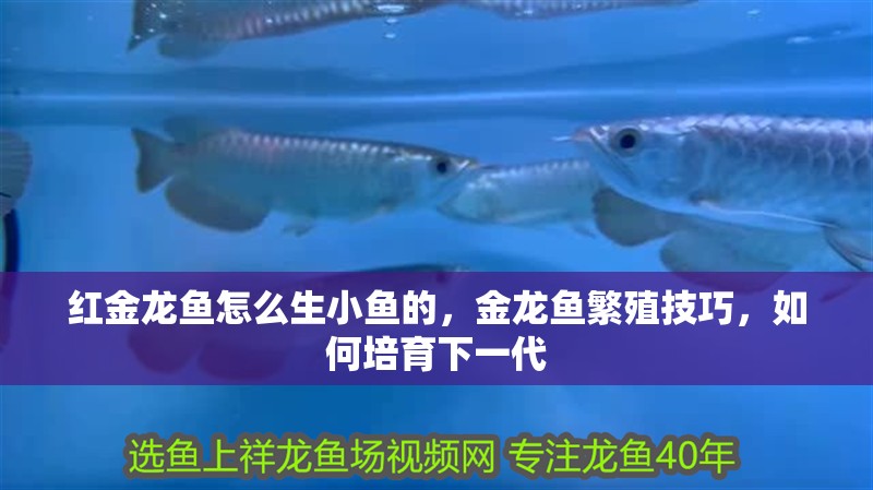 紅金龍魚怎么生小魚的，金龍魚繁殖技巧，如何培育下一代