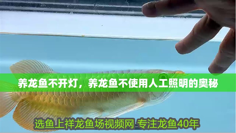 養(yǎng)龍魚不開燈，養(yǎng)龍魚不使用人工照明的奧秘