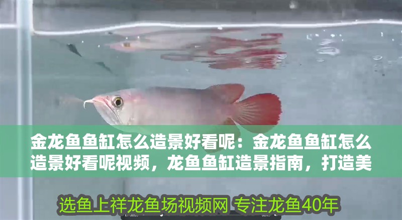 金龍魚魚缸怎么造景好看呢：金龍魚魚缸怎么造景好看呢視頻，龍魚魚缸造景指南，打造美觀