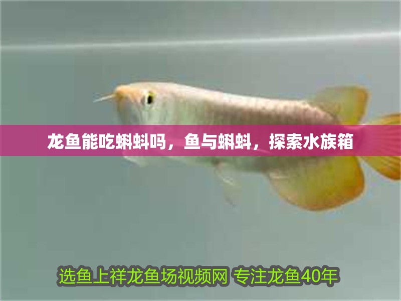 龍魚能吃蝌蚪嗎，魚與蝌蚪，探索水族箱