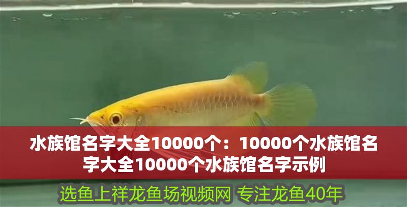 水族館名字大全10000個：10000個水族館名字大全10000個水族館名字示例