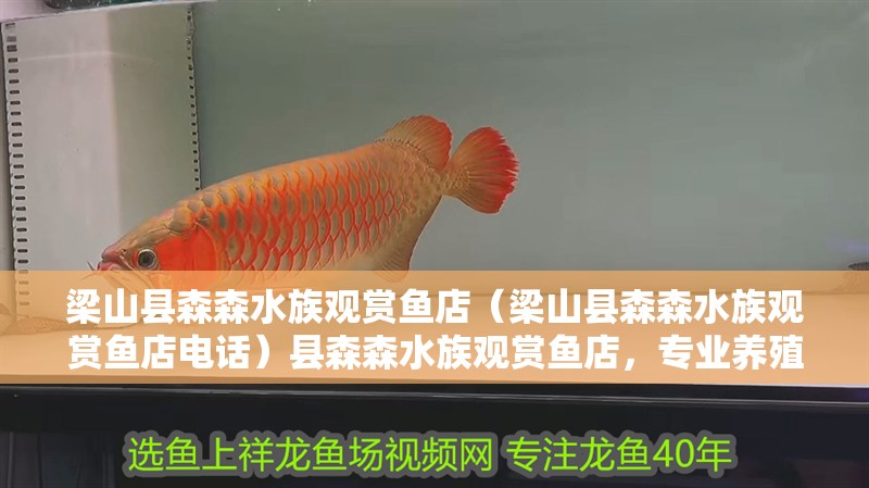 梁山縣森森水族觀賞魚店（梁山縣森森水族觀賞魚店電話）縣森森水族觀賞魚店，專業(yè)養(yǎng)殖與銷售服務(wù) 梁山縣森森水族觀賞魚店（梁山縣森森水族觀賞魚店電話）縣森森水族觀賞魚店，專業(yè)養(yǎng)殖與銷售服務(wù) 全國(guó)水族館企業(yè)名錄 第2張