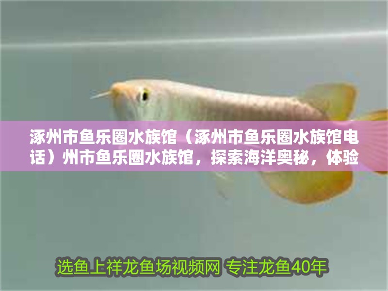 涿州市魚樂圈水族館（涿州市魚樂圈水族館電話）州市魚樂圈水族館，探索海洋奧秘，體驗(yàn)水