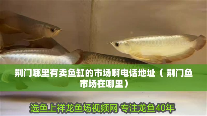 荊門哪里有賣魚缸的市場(chǎng)啊電話地址（ 荊門魚市場(chǎng)在哪里） 荊門哪里有賣魚缸的市場(chǎng)啊電話地址（ 荊門魚市場(chǎng)在哪里） 錦鯉魚百科 第1張