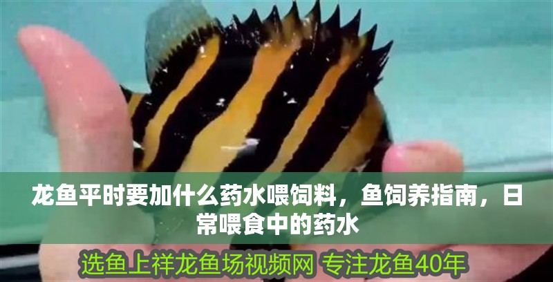 龍魚平時要加什么藥水喂飼料，魚飼養(yǎng)指南，日常喂食中的藥水