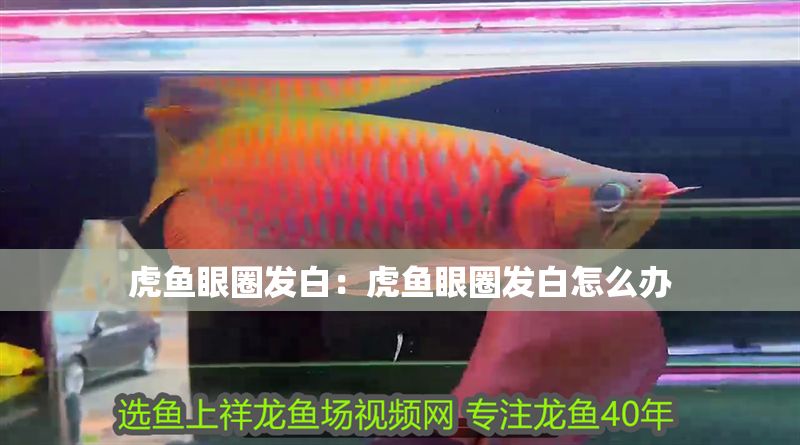 虎魚眼圈發(fā)白：虎魚眼圈發(fā)白怎么辦