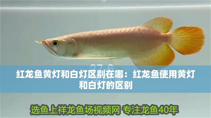 紅龍魚黃燈和白燈區(qū)別在哪：紅龍魚使用黃燈和白燈的區(qū)別