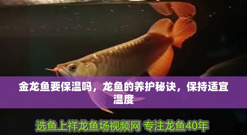 金龍魚要保溫嗎，龍魚的養(yǎng)護(hù)秘訣，保持適宜溫度