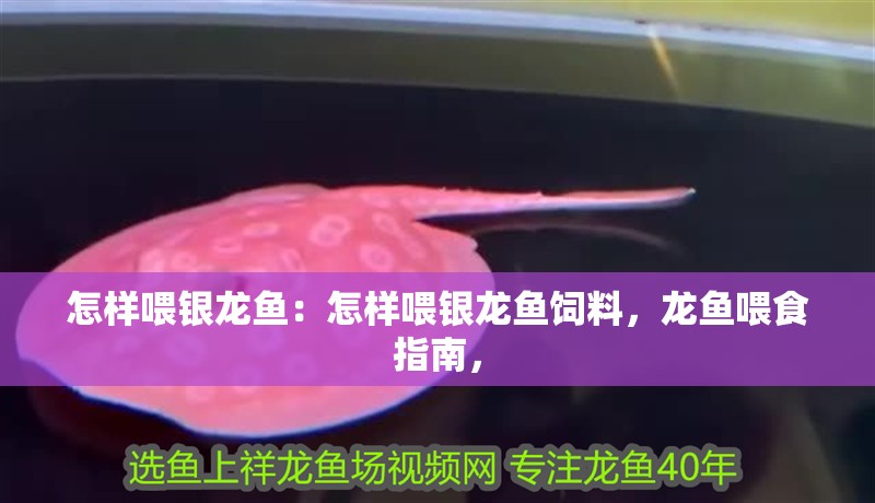怎樣喂銀龍魚：怎樣喂銀龍魚飼料，龍魚喂食指南，