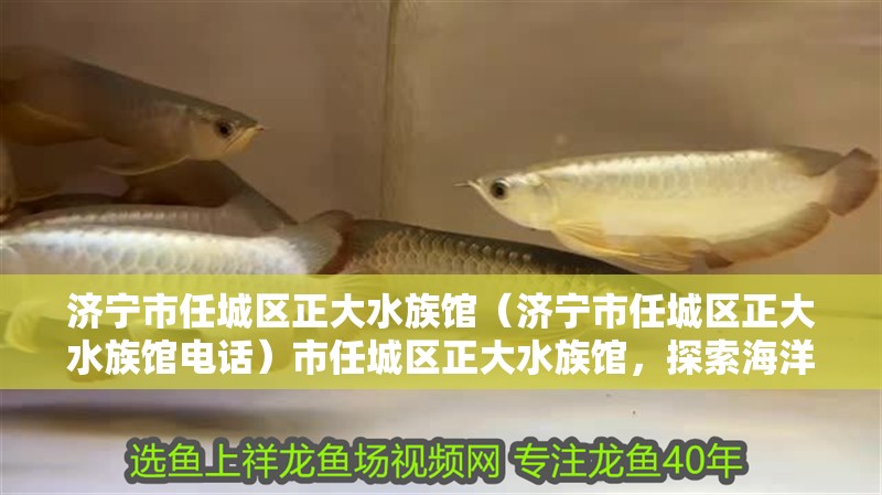 濟寧市任城區正大水族館（濟寧市任城區正大水族館電話）市任城區正大水族館，探索海洋奧秘，體驗 濟寧市任城區正大水族館（濟寧市任城區正大水族館電話）市任城區正大水族館，探索海洋奧秘，體驗 全國水族館企業名錄 第2張