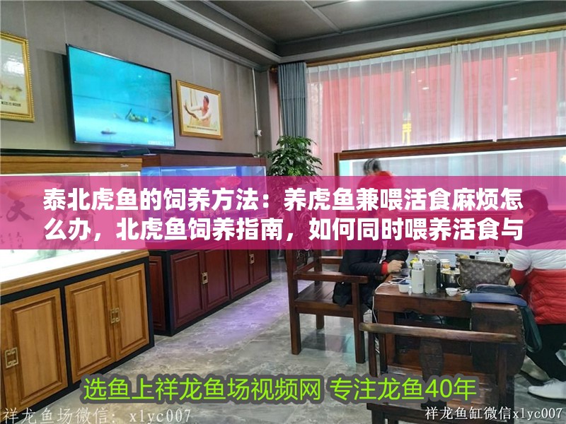 泰北虎魚的飼養方法：養虎魚兼喂活食麻煩怎么辦，北虎魚飼養指南，如何同時喂養活食與避免麻煩