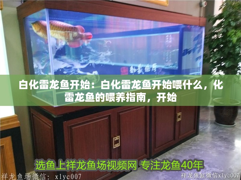 白化雷龍魚開始：白化雷龍魚開始喂什么，化雷龍魚的喂養指南，開始