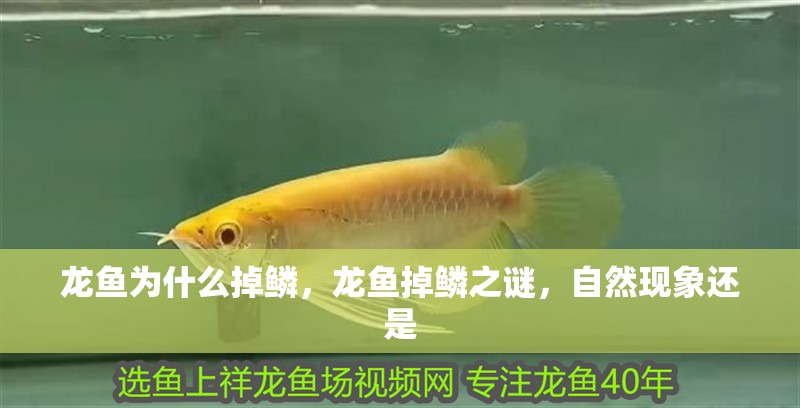 龍魚為什么掉鱗，龍魚掉鱗之謎，自然現(xiàn)象還是