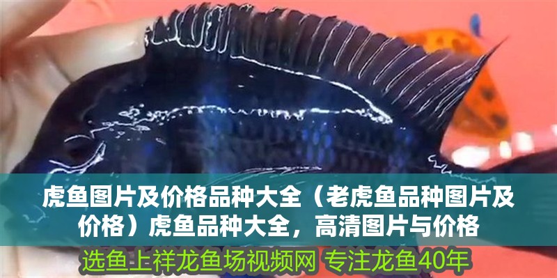 虎魚圖片及價格品種大全（老虎魚品種圖片及價格）虎魚品種大全，高清圖片與價格