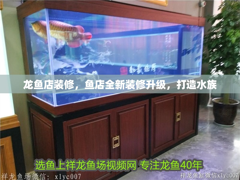 龍魚店裝修，魚店全新裝修升級(jí)，打造水族