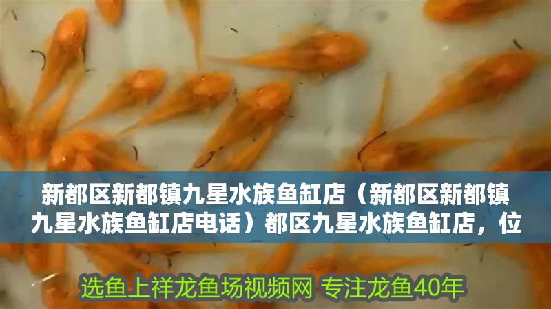新都區新都鎮九星水族魚缸店（新都區新都鎮九星水族魚缸店電話）都區九星水族魚缸店，位于新都鎮的 新都區新都鎮九星水族魚缸店（新都區新都鎮九星水族魚缸店電話）都區九星水族魚缸店，位于新都鎮的 全國水族館企業名錄 第2張