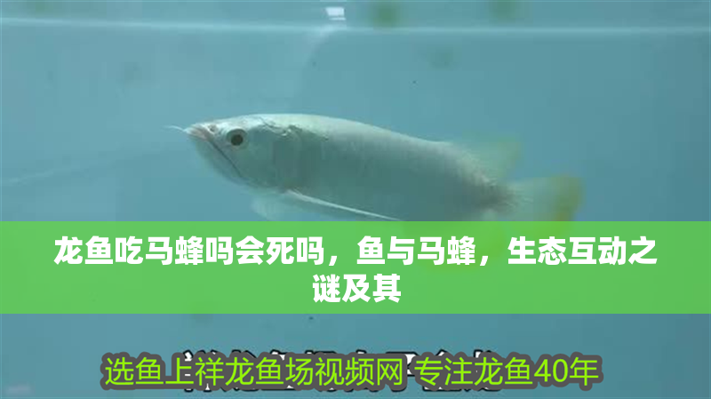 龍魚吃馬蜂嗎會死嗎，魚與馬蜂，生態互動之謎及其