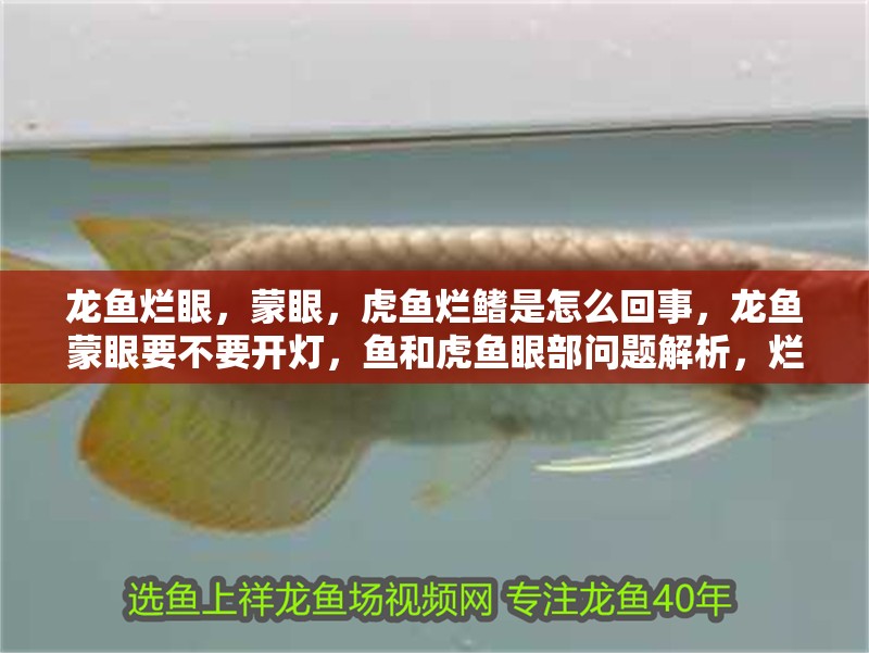 龍魚爛眼，蒙眼，虎魚爛鰭是怎么回事，龍魚蒙眼要不要開燈，魚和虎魚眼部問題解析，爛眼、蒙眼現象 龍魚爛眼，蒙眼，虎魚爛鰭是怎么回事，龍魚蒙眼要不要開燈，魚和虎魚眼部問題解析，爛眼、蒙眼現象 虎魚百科