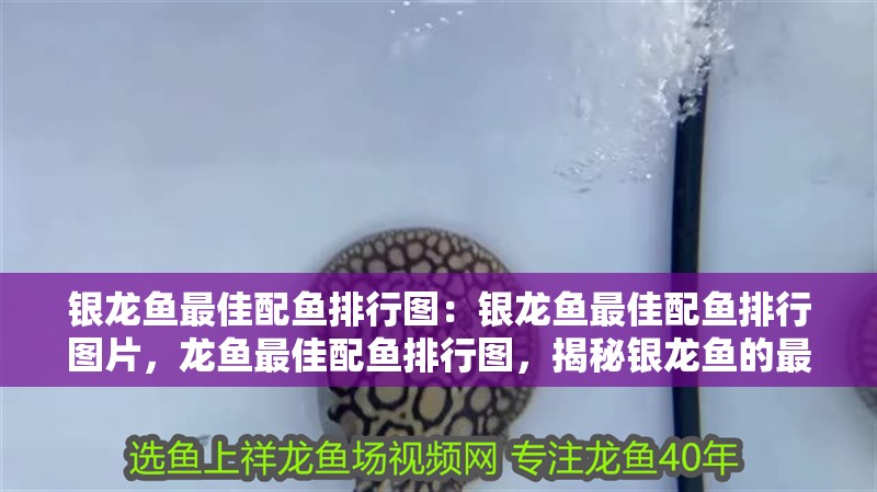 銀龍魚最佳配魚排行圖：銀龍魚最佳配魚排行圖片，龍魚最佳配魚排行圖，揭秘銀龍魚的最佳伴侶