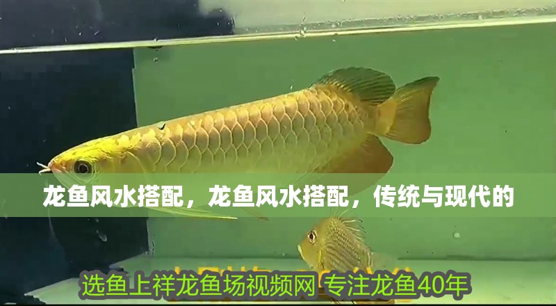 龍魚風(fēng)水搭配，龍魚風(fēng)水搭配，傳統(tǒng)與現(xiàn)代的