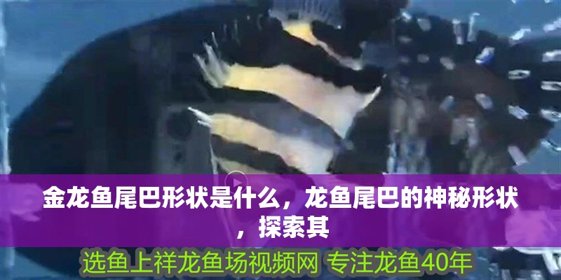 金龍魚尾巴形狀是什么，龍魚尾巴的神秘形狀，探索其