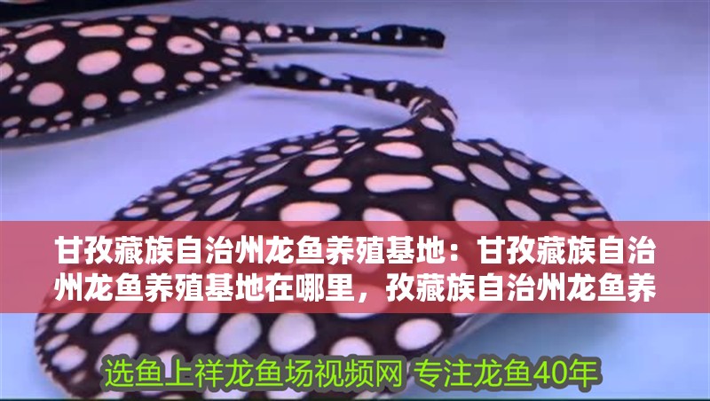 甘孜藏族自治州龍魚養殖基地：甘孜藏族自治州龍魚養殖基地在哪里，孜藏族自治州龍魚養殖基地位置查詢