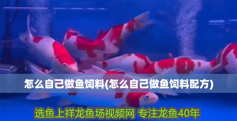 怎么自己做魚(yú)飼料(怎么自己做魚(yú)飼料配方)