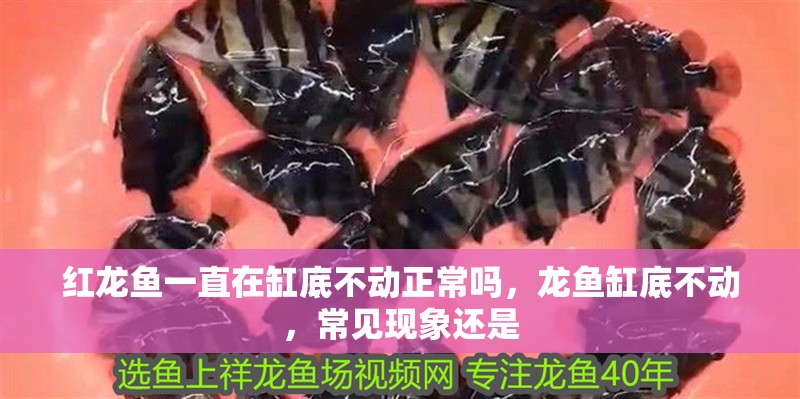 紅龍魚一直在缸底不動正常嗎，龍魚缸底不動，常見現象還是