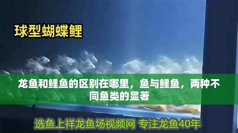 龍魚(yú)和鯉魚(yú)的區(qū)別在哪里，魚(yú)與鯉魚(yú)，兩種不同魚(yú)類(lèi)的顯著