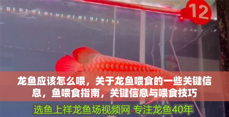 龍魚應該怎么喂，關于龍魚喂食的一些關鍵信息，魚喂食指南，關鍵信息與喂食技巧