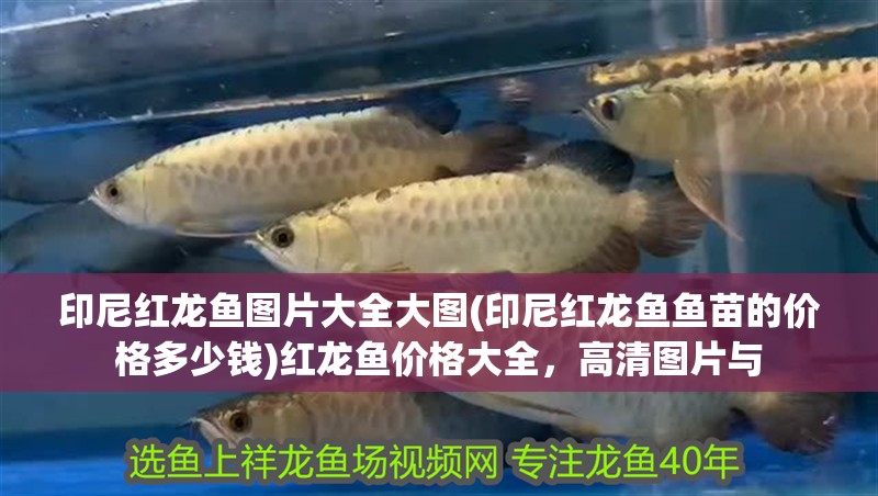 印尼紅龍魚圖片大全大圖(印尼紅龍魚魚苗的價格多少錢)紅龍魚價格大全，高清圖片與