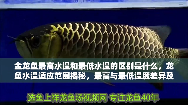 金龍魚最高水溫和最低水溫的區別是什么，龍魚水溫適應范圍揭秘，最高與最低溫度差異及影響