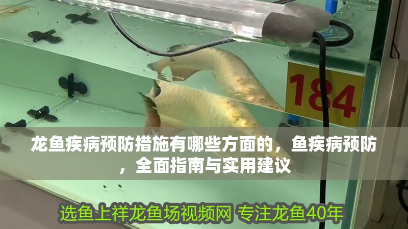 龍魚疾病預防措施有哪些方面的，魚疾病預防，全面指南與實用建議