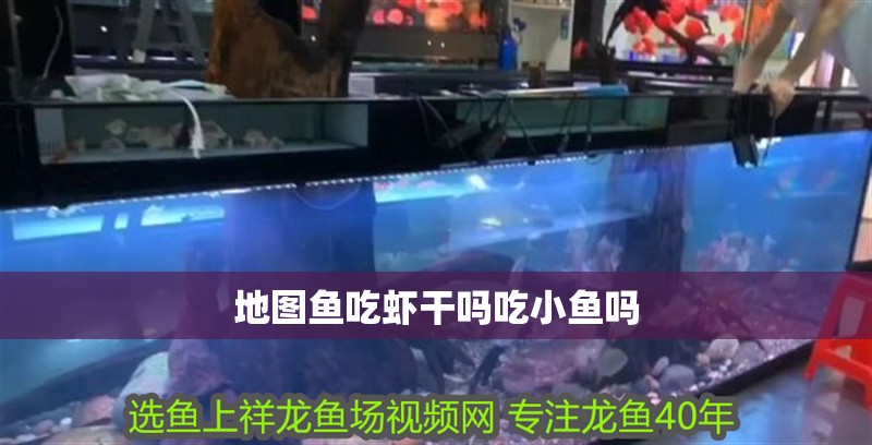 地圖魚吃蝦干嗎吃小魚嗎