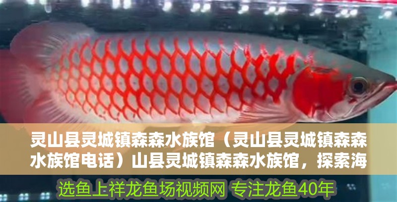 靈山縣靈城鎮森森水族館（靈山縣靈城鎮森森水族館電話）山縣靈城鎮森森水族館，探索海底奇觀，體驗神秘